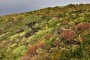 landschaft-drago-drachenbaum-buracas-las-tricias-garafia-wandern-la-palma