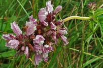garitope-kanarischer-balsamstrauch-cedronella-canariensis-flores