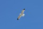 puerto-de-tazacorte-04-moewe-gaviota-seagull