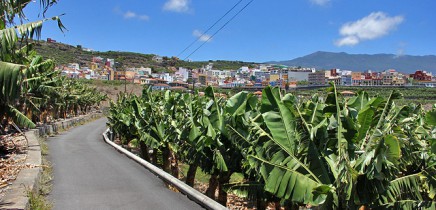 puerto-de-tazacorte-29-bananen-platanos
