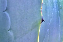 amerikanische-agave-agave-americana-pitera-espinas
