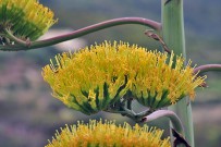 amerikanische-agave-agave-americana-pitera-flor-detalle