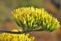 amerikanische-agave-agave-americana-pitera-flores