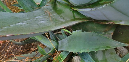 amerikanische-agave-agave-americana-pitera-plantas-jovenes