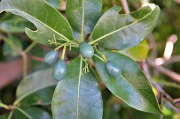jardin-botanico-el-paso-barbuzano-barbusano-lorbeer-lauraceae
