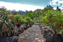 jardin-botanico-el-paso-gaensediestel-cerrajon