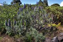 jardin-botanico-el-paso-tajinaste-natternkopf