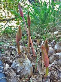 azucena-amaryllis-belladonna-flora-la-palma