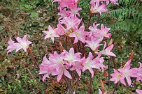 azucena-amaryllis-belladonna-la-palma-flora