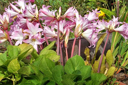 azucena-belladonnaamaryllis-amaryllis-belladonna