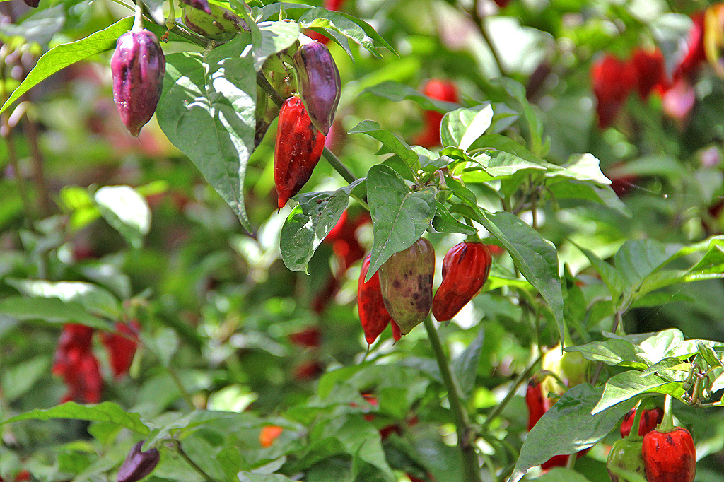 Organic farm Martina Rasi - La Palma Travel