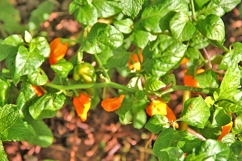 Organic Farm Martina Rasi - La Palma Travel