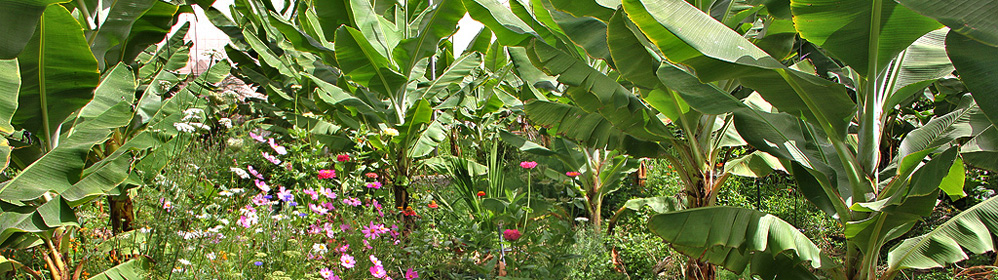 Organic farm Martina Rasi - La Palma Travel