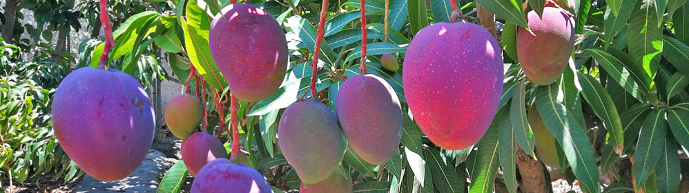 Biofinca Mangomania - Mangos und andere exotische Früchte, geführte Touren | La Palma Travel