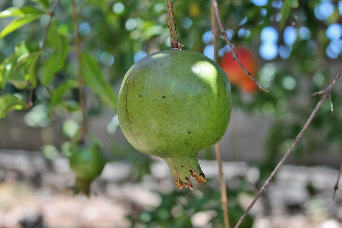 mangomania-san-simon-granatapfel
