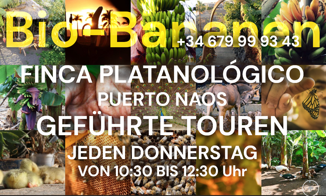 finca-platanologico-puerto-naos-bio-bananen-anbau-la-palma-tour