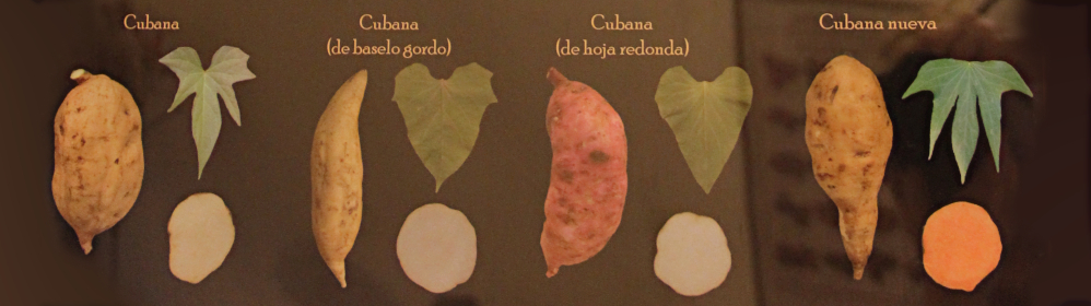 The sweet potato (batate) - boniato | La Palma Travel